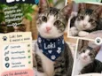 Loki