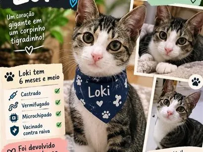 Gato raça SRD-ViraLata idade 2 a 6 meses nome Loki