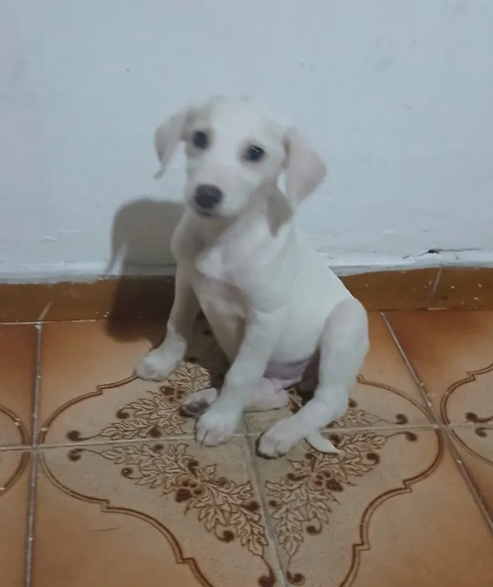 Cachorro raça SRD-ViraLata idade 2 a 6 meses nome Bernardo 