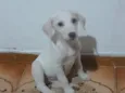 Bernardo 