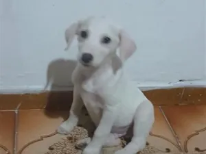 Cachorro raça SRD-ViraLata idade 2 a 6 meses nome Bernardo 
