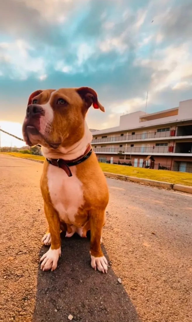 Cachorro raça Pit-Bull idade 1 ano nome Maya