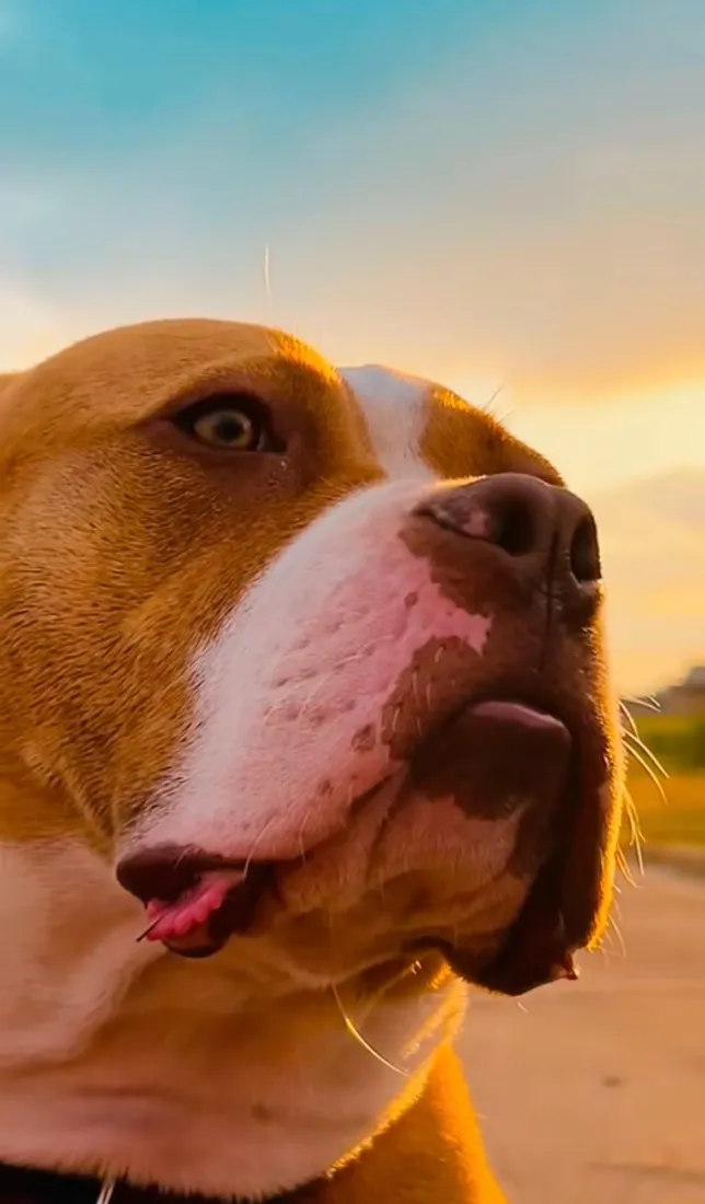 Cachorro raça Pit-Bull idade 1 ano nome Maya
