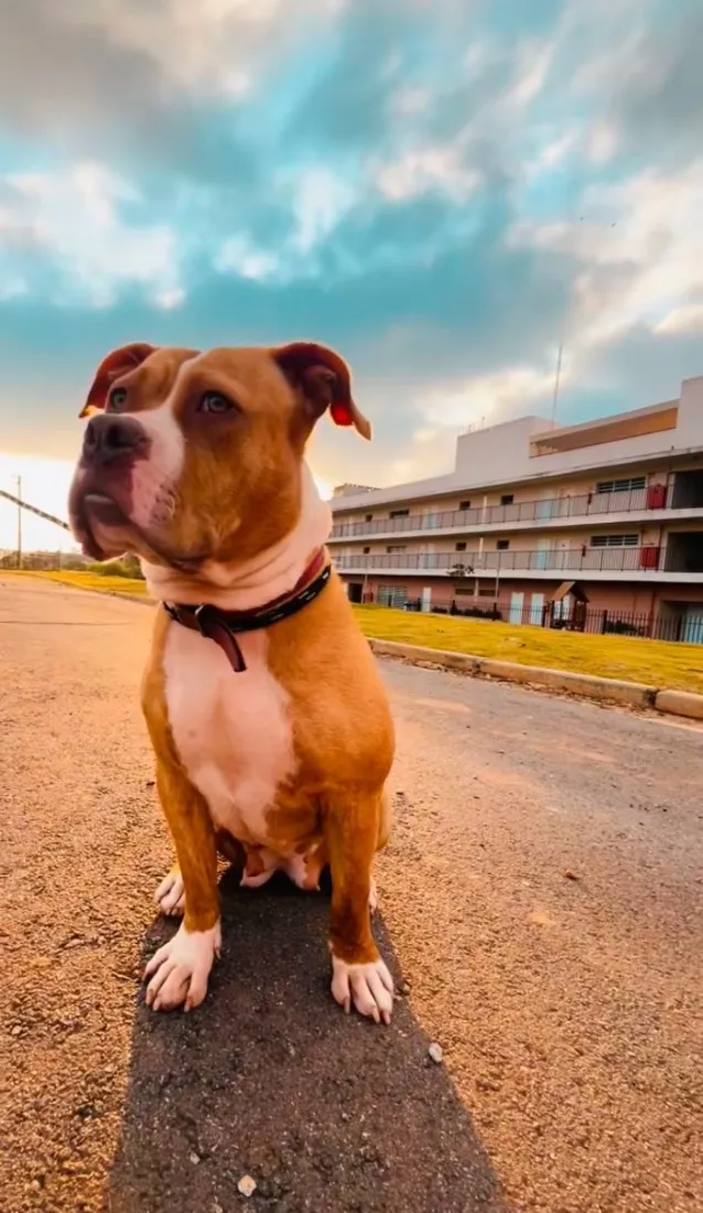 Cachorro raça Pit-Bull idade 1 ano nome Maya