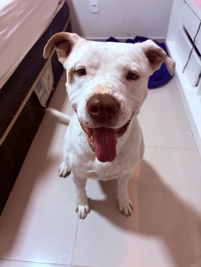 Cachorro raça SRD-ViraLata idade 2 a 6 meses nome Luck