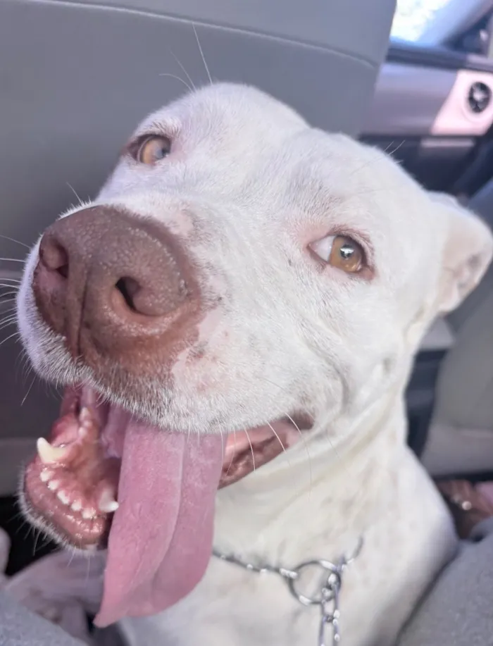 Cachorro raça SRD-ViraLata idade 2 a 6 meses nome Luck