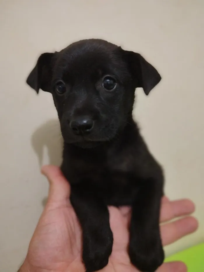 Cachorro raça SRD-ViraLata idade Abaixo de 2 meses nome filhotes 