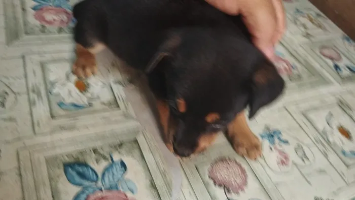 Cachorro raça SRD-ViraLata idade Abaixo de 2 meses nome filhotes 