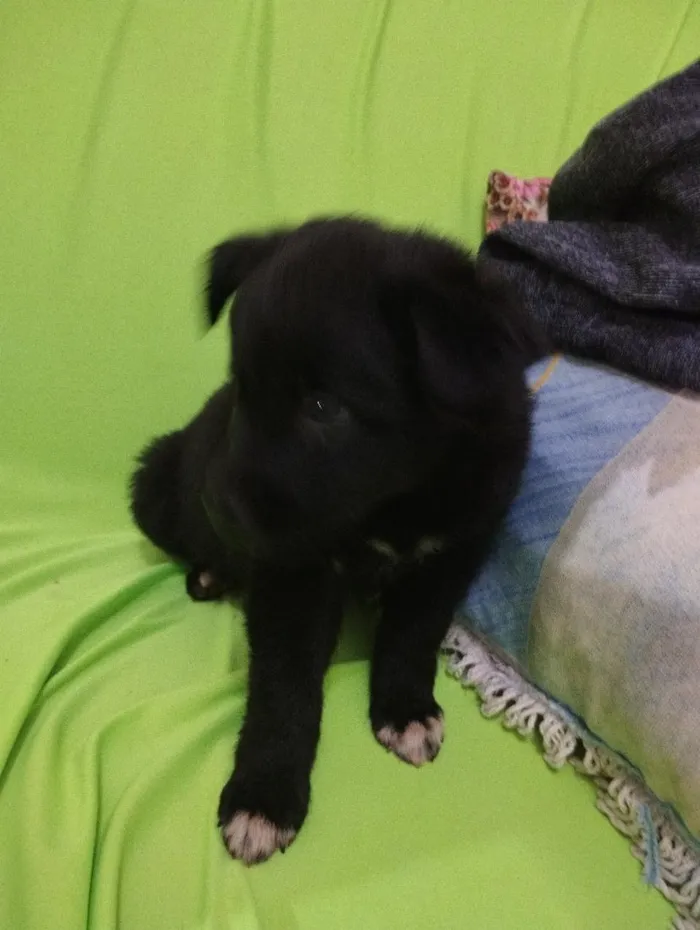 Cachorro raça SRD-ViraLata idade Abaixo de 2 meses nome filhotes 
