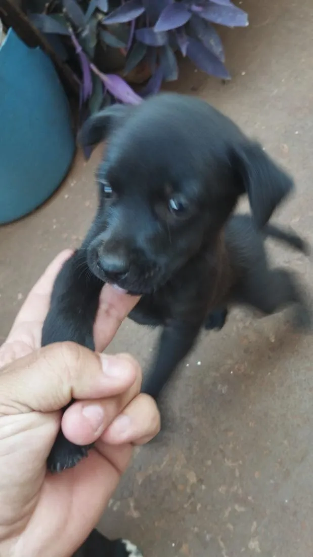 Cachorro raça SRD-ViraLata idade Abaixo de 2 meses nome filhotes 