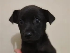 Cachorro raça SRD-ViraLata idade Abaixo de 2 meses nome filhotes 