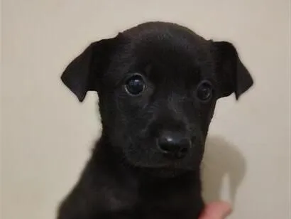 Cachorro raça SRD-ViraLata idade Abaixo de 2 meses nome filhotes 