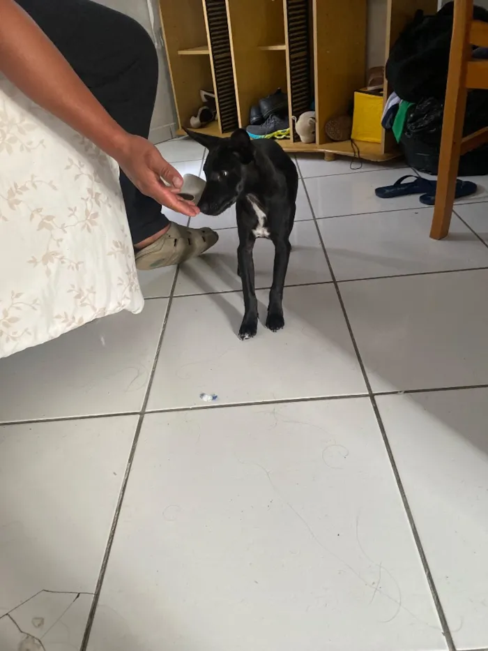 Cachorro raça SRD-ViraLata idade 2 a 6 meses nome Rosquinha
