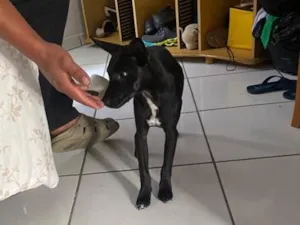 Cachorro raça SRD-ViraLata idade 2 a 6 meses nome Rosquinha