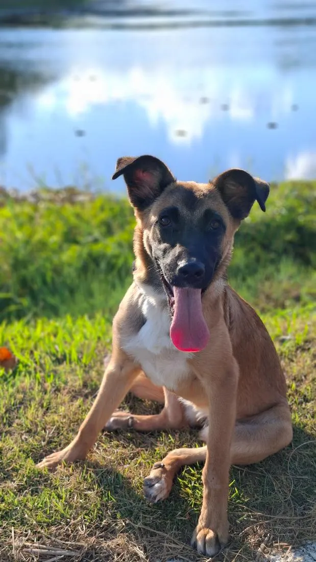 Cachorro raça SRD-ViraLata idade 7 a 11 meses nome Ayla