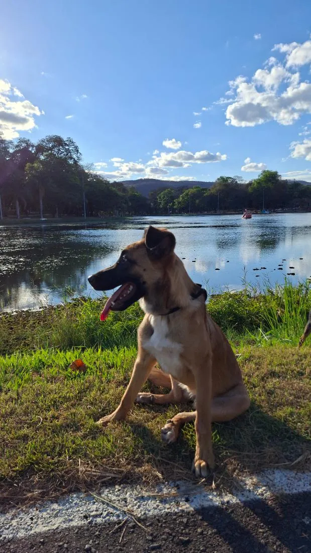 Cachorro raça SRD-ViraLata idade 7 a 11 meses nome Ayla
