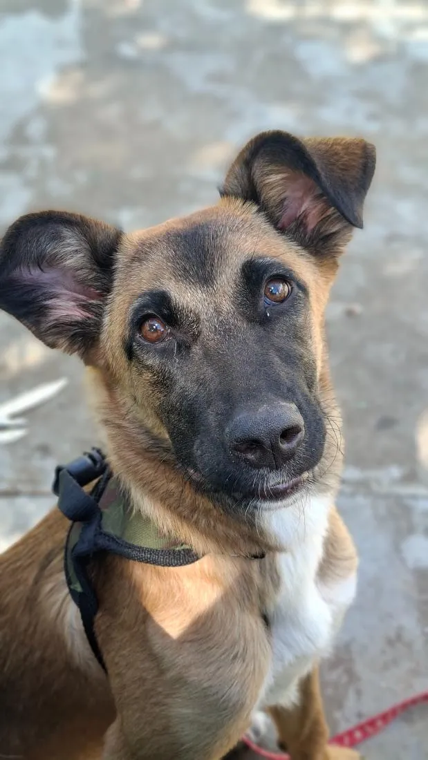 Cachorro raça SRD-ViraLata idade 7 a 11 meses nome Ayla