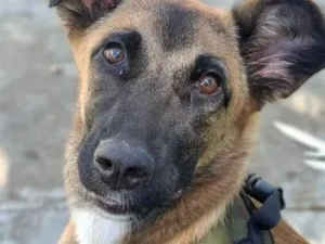 Cachorro raça SRD-ViraLata idade 7 a 11 meses nome Ayla