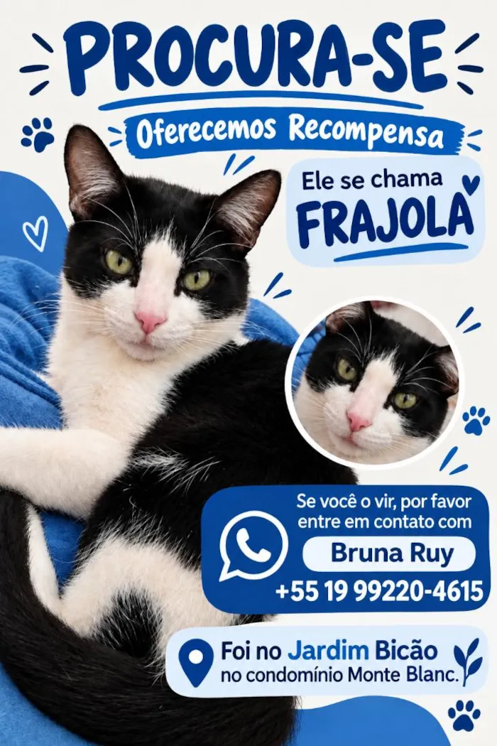 Gato raça SRD-ViraLata idade 2 anos nome Frajola