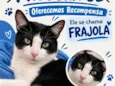 Frajola