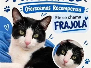 Gato raça SRD-ViraLata idade 2 anos nome Frajola