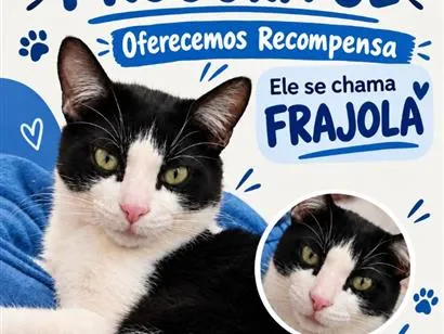 Gato raça SRD-ViraLata idade 2 anos nome Frajola