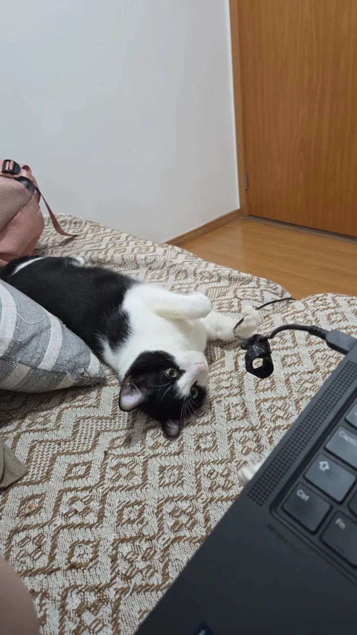 Gato raça SRD-ViraLata idade 2 anos nome Frajola