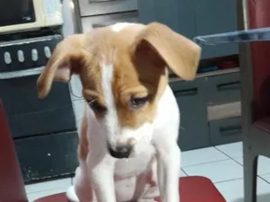 Cachorro raça SRD-ViraLata idade 2 a 6 meses nome Maya