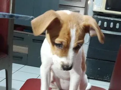 Cachorro raça SRD-ViraLata idade 2 a 6 meses nome Maya