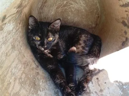 Gato raça SRD-ViraLata idade 7 a 11 meses nome Amora