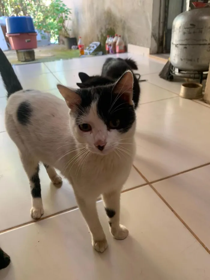 Gato raça SRD-ViraLata idade 1 ano nome Chico
