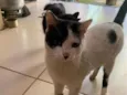 Chico