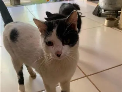 Gato raça SRD-ViraLata idade 1 ano nome Chico