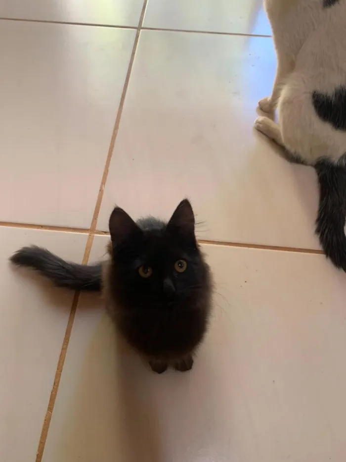 Gato raça SRD-ViraLata idade 7 a 11 meses nome Pandora