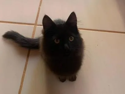 Gato raça SRD-ViraLata idade 7 a 11 meses nome Pandora