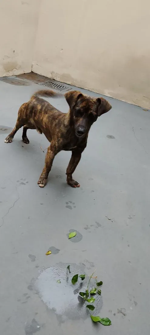 Cachorro raça SRD-ViraLata idade 2 anos nome Black