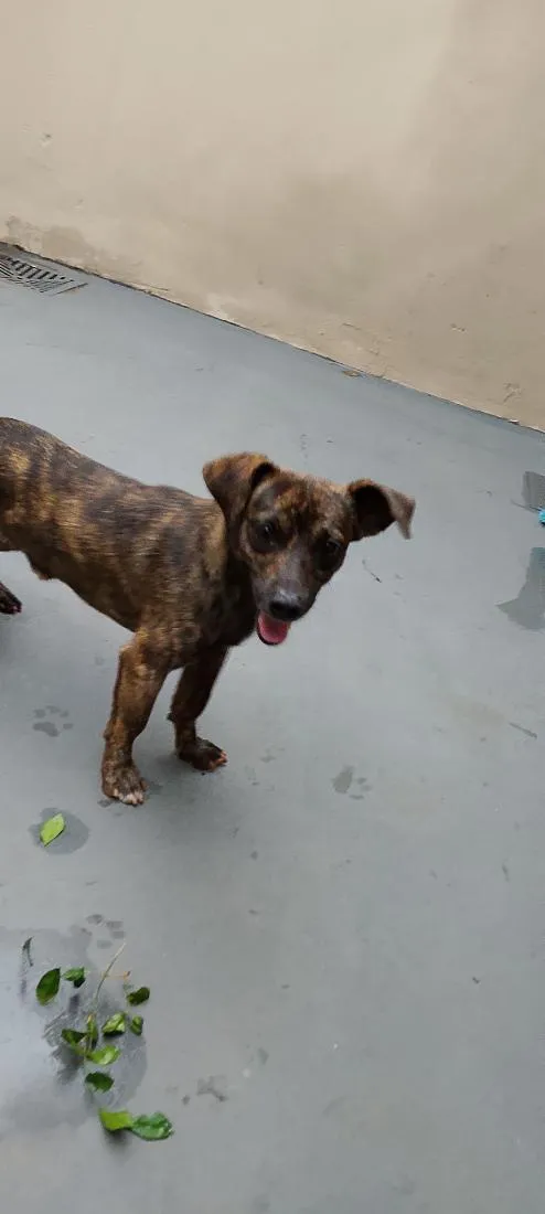 Cachorro raça SRD-ViraLata idade 2 anos nome Black