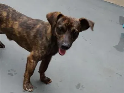 Cachorro raça SRD-ViraLata idade 2 anos nome Black