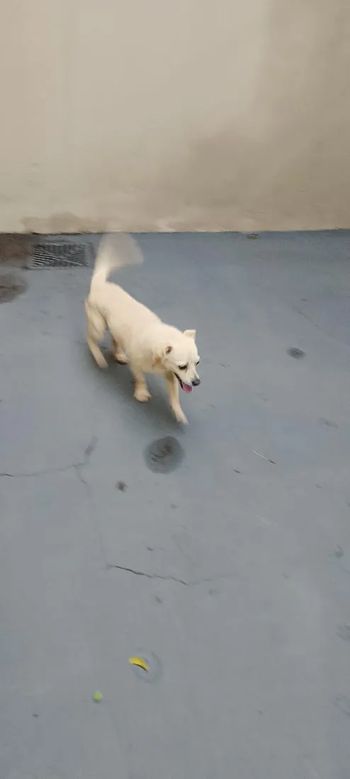 Cachorro raça SRD-ViraLata idade 3 anos nome Bob