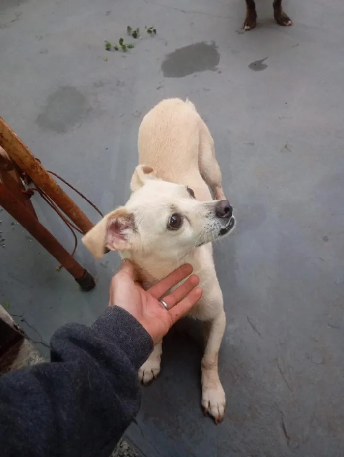 Cachorro raça SRD-ViraLata idade 3 anos nome Bob