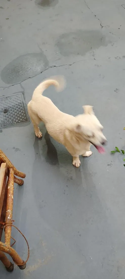 Cachorro raça SRD-ViraLata idade 3 anos nome Bob