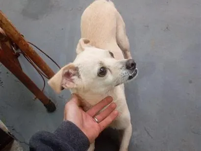 Cachorro raça SRD-ViraLata idade 3 anos nome Bob