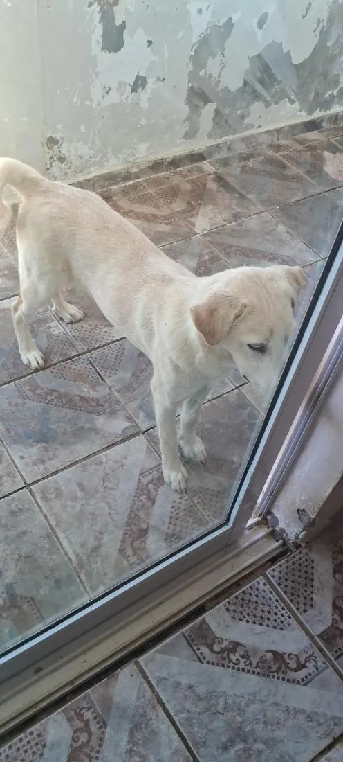 Cachorro raça SRD-ViraLata idade 1 ano nome Matusa