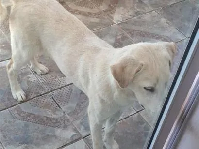 Cachorro raça SRD-ViraLata idade 1 ano nome Matusa