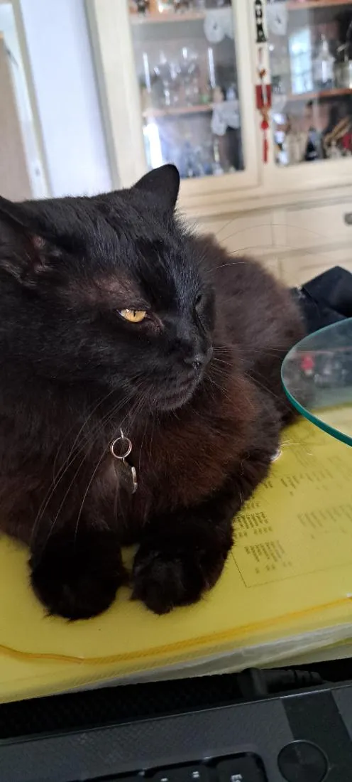Gato raça SRD-ViraLata idade 6 ou mais anos nome Onix