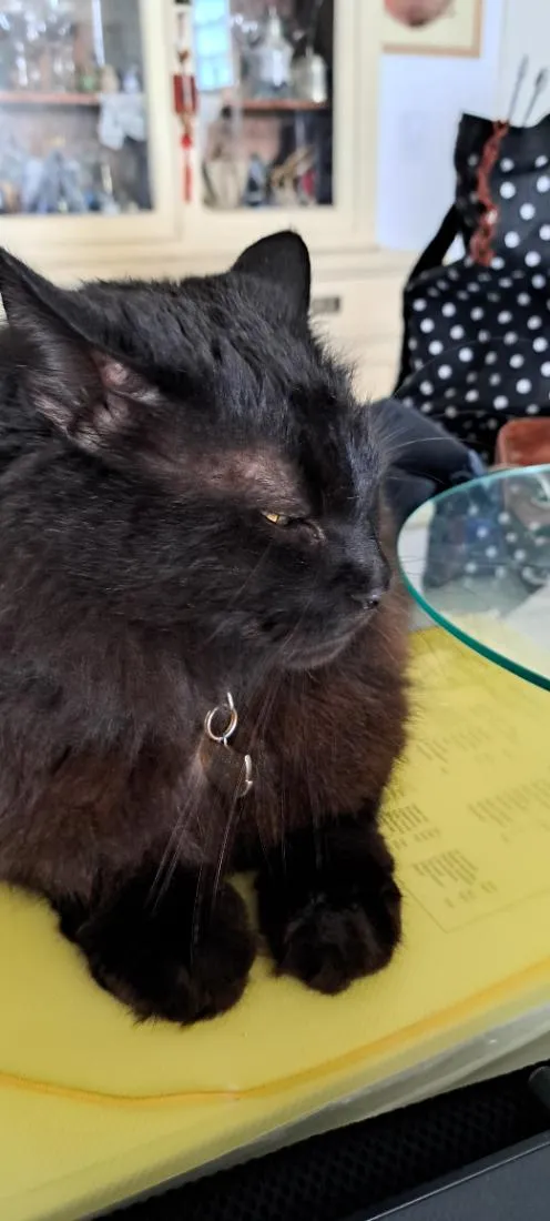 Gato raça SRD-ViraLata idade 6 ou mais anos nome Onix