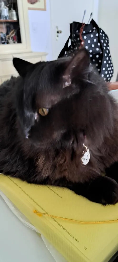 Gato raça SRD-ViraLata idade 6 ou mais anos nome Onix