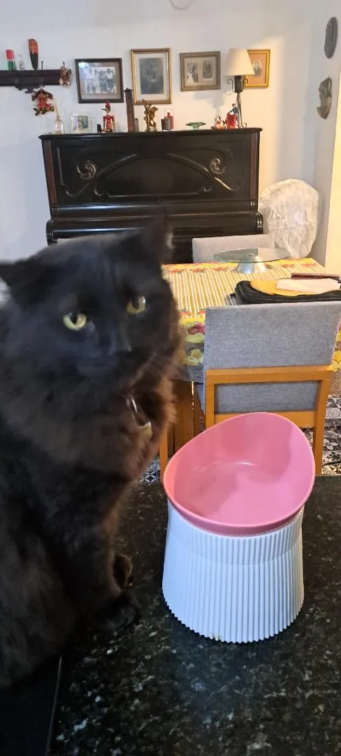 Gato raça SRD-ViraLata idade 6 ou mais anos nome Onix