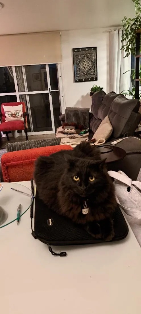 Gato raça SRD-ViraLata idade 6 ou mais anos nome Onix
