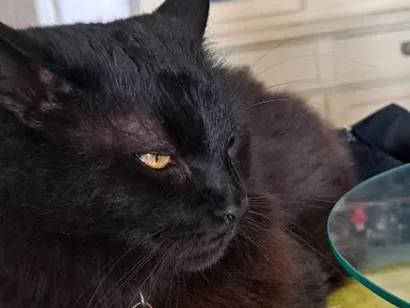 Gato raça SRD-ViraLata idade 6 ou mais anos nome Onix